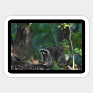 Raccoon on a Log Sticker